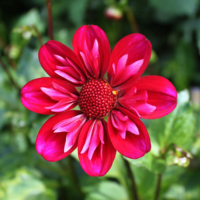 Small Flower